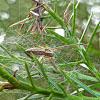 Nursery Web Spider