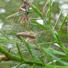 Nursery Web Spider