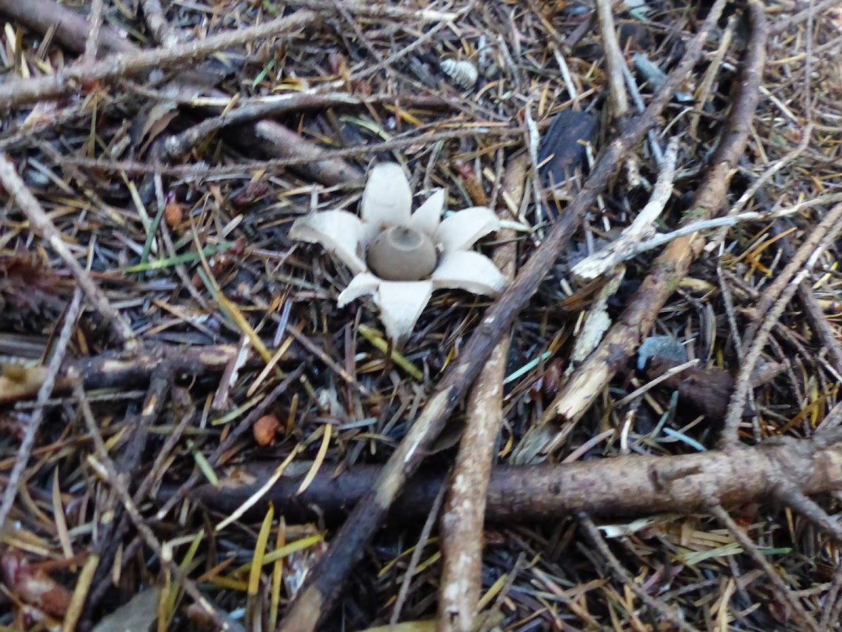 earth star