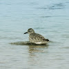 Black-bellied Plover