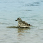 Black-bellied Plover