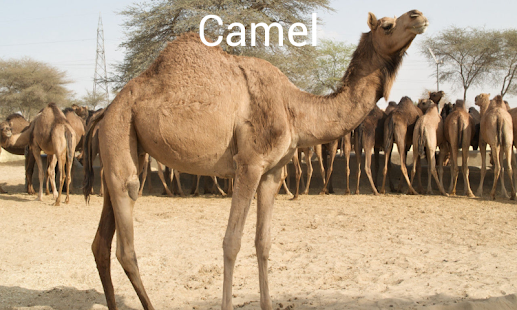 Animal Sounds And Pictures(圖8)-速報App