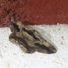 Moth