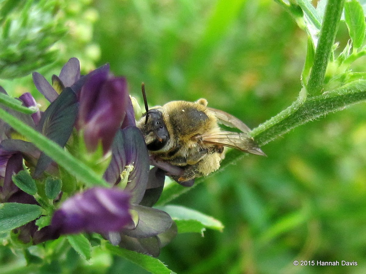 Unknown bee