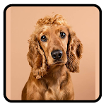 Cover Image of ดาวน์โหลด Cute Dogs Wallpaper HD 1.0 APK