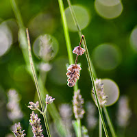 fiorellino di lavanda di 