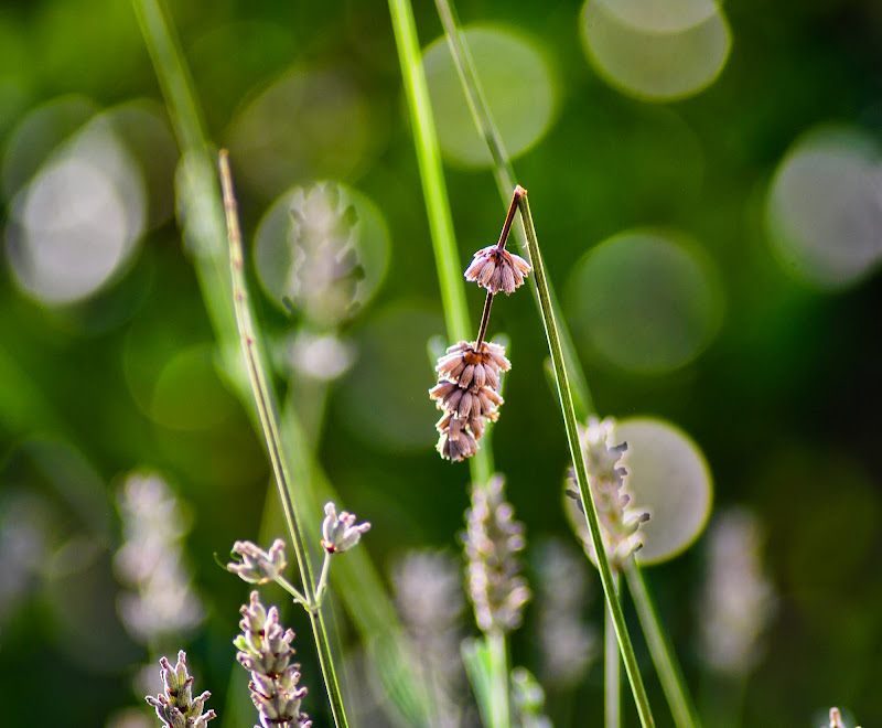 fiorellino di lavanda di rosy_greggio