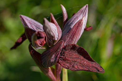 Serapias cordigera