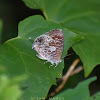 Burmese BushBlue