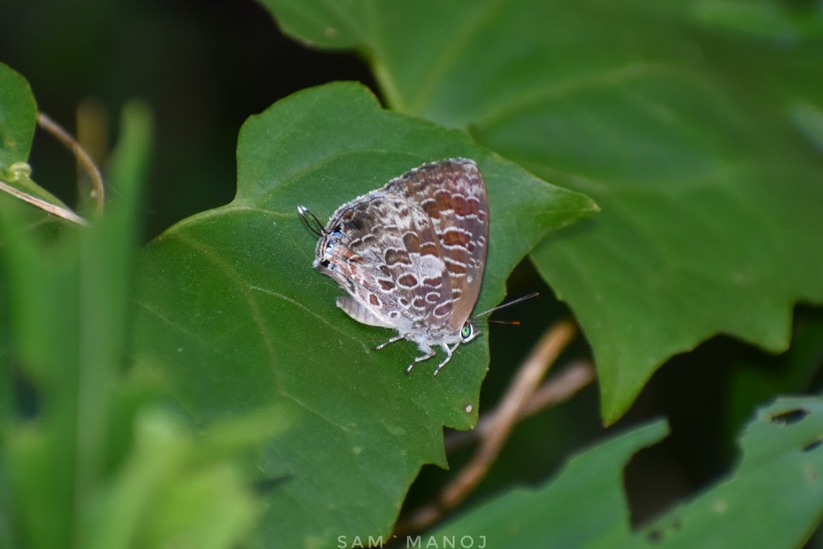 Burmese BushBlue