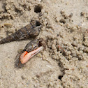 Fiddler crab