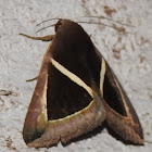 Triangular-striped moth