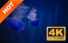 Jellyfish New Tab Page HD Wallpapers Themes small promo image