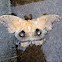 Polyphemus Moth