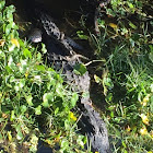 American Alligator