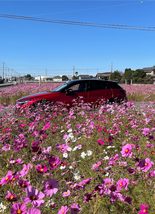 CX-3のすずちゃんさんが投稿したカスタム事例の投稿画像3枚目