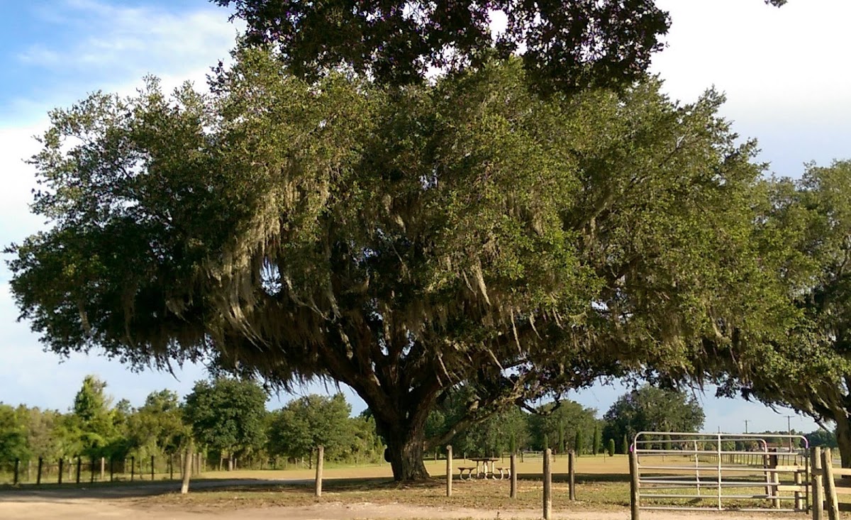 Southern Live Oak