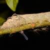 Caterpillar of Hawk Moth