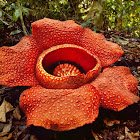 Raflesia Arnoldi