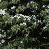 White flower tree