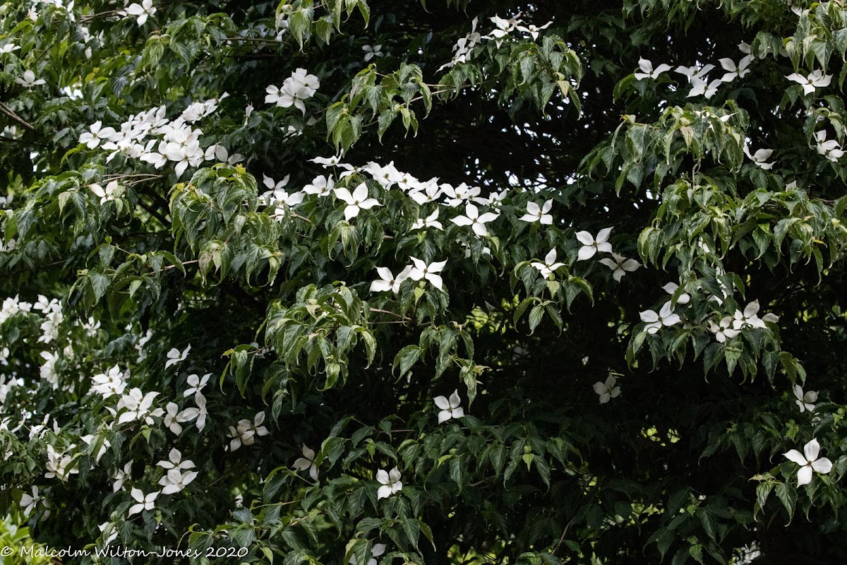 White flower tree