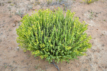 ЮАР, Намибия, Ботсвана. Бог любит троицу.