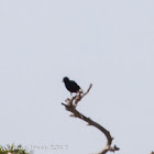 Spotless Starling; Estornino Negro