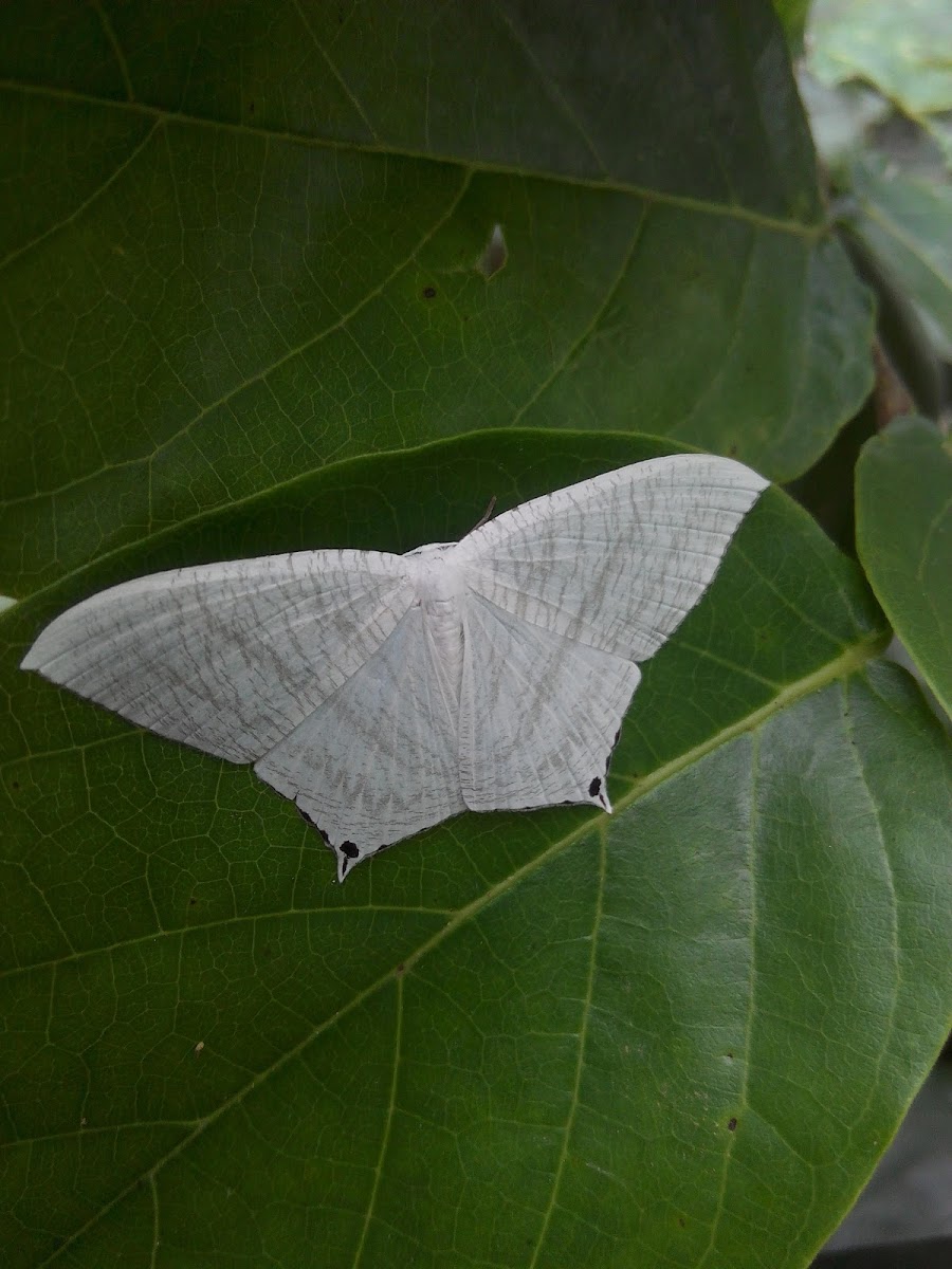 Spotted swallowtail moth