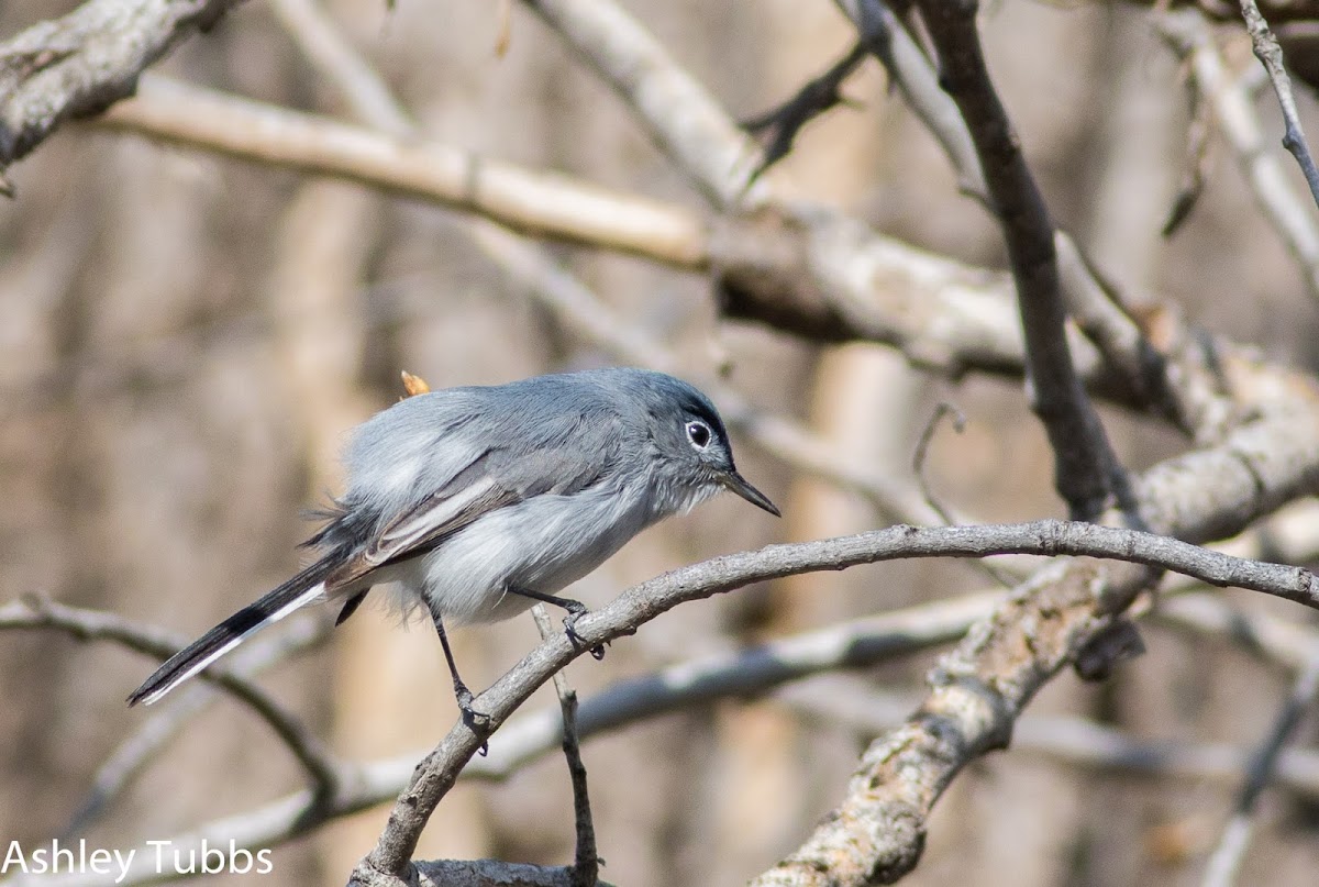 Blue-gray Gnatcatcher