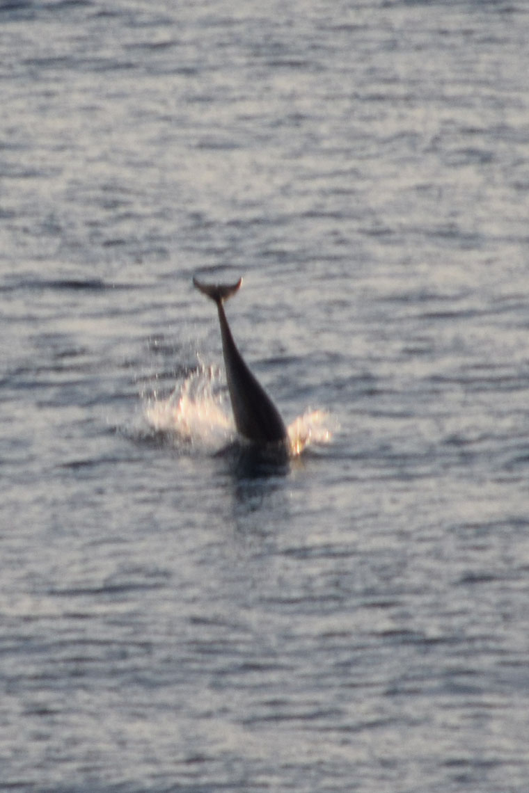 Northern Right Whale Dolphin