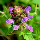 Common Self Heal