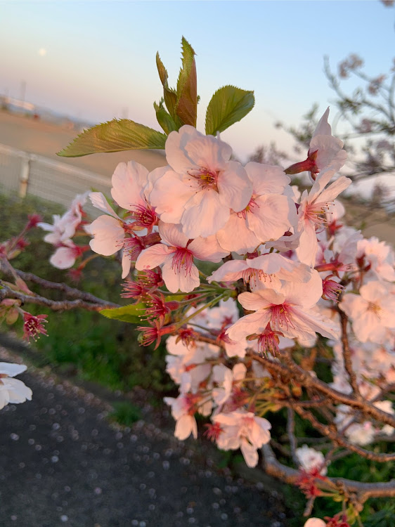 カローラスポーツの桜と愛車に関するカスタム事例の投稿画像3枚目