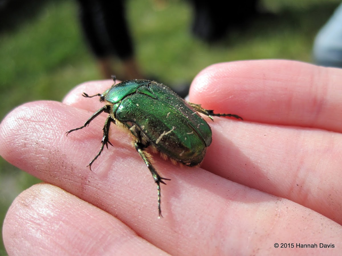 Rose chafer