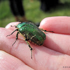 Rose chafer