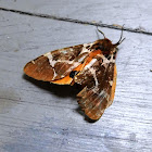 Garden Tiger Moth