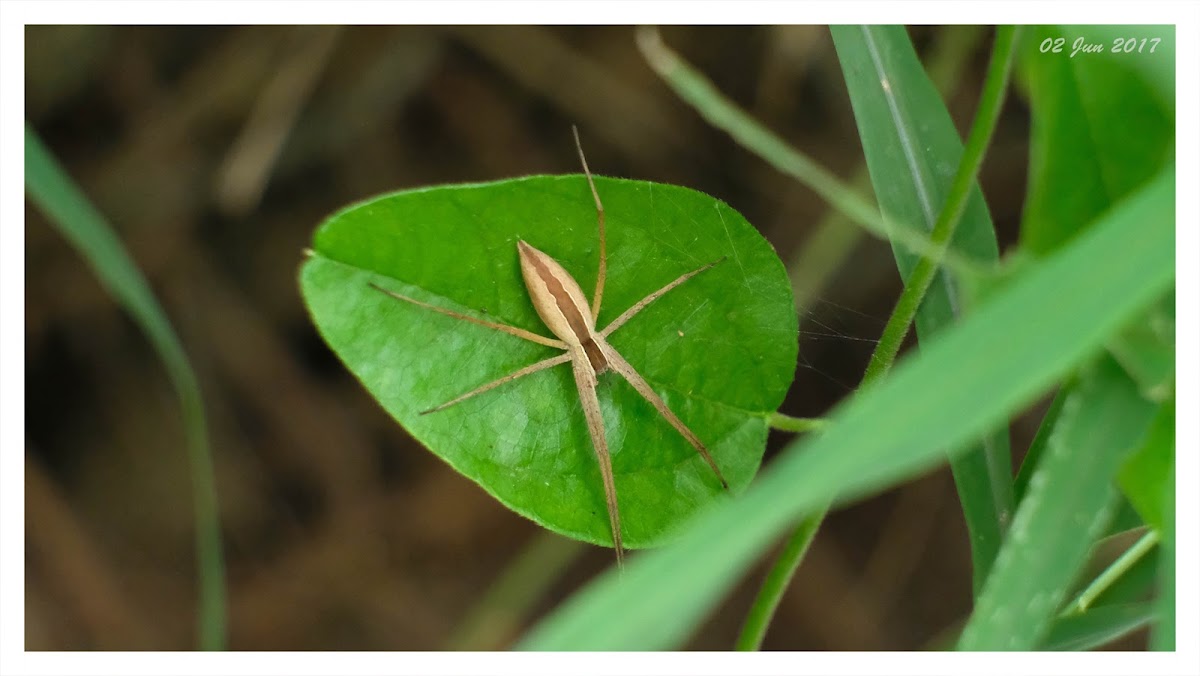 Perenethis venusta 華麗四角蛛