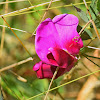 Two-flowered Everlasting-pea