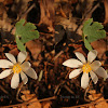 Bloodroot