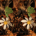 Bloodroot