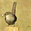 House Wren