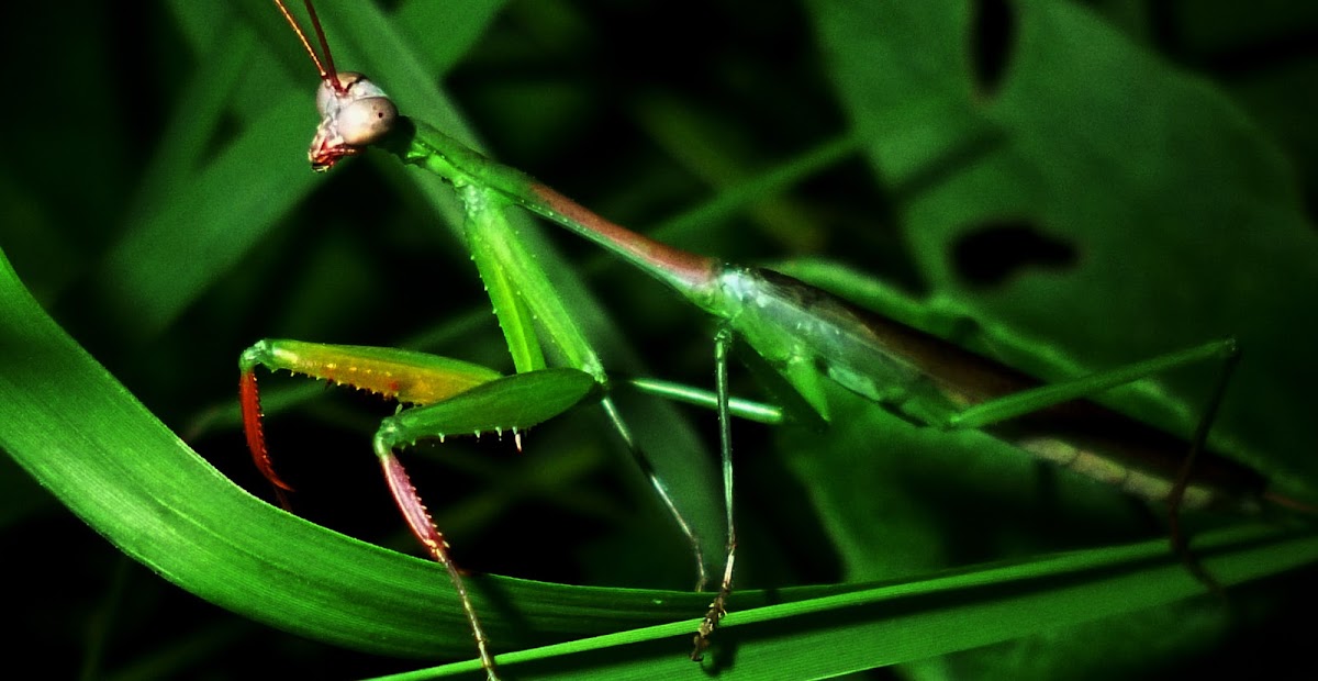 Praying Mantis