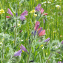 Echium judaeum