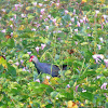 Swamphen