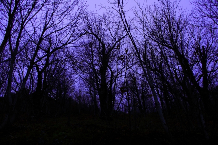 La foresta oscura! di cucciolotto