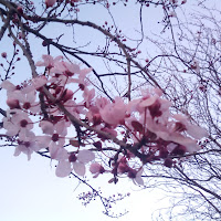 Prunus di 