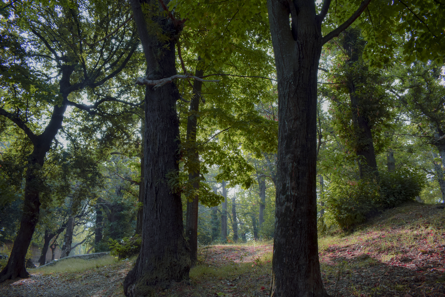 Il Bosco di francesco_acunzo