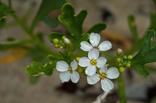 Cakile maritima