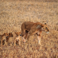 Il Colore Della Savana di 