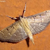 Crambid Moth