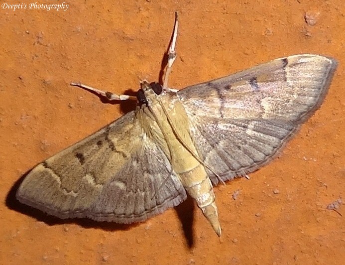 Crambid Moth